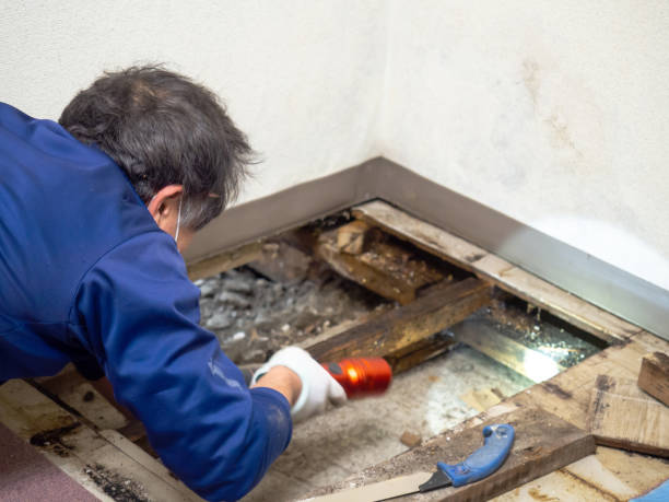 Best Mold Damage Repair  in Fallbrook, CA