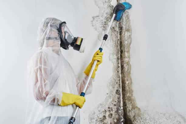 Best Residential Mold Removal  in Fallbrook, CA