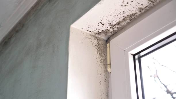 Best Attic Mold Removal  in Fallbrook, CA