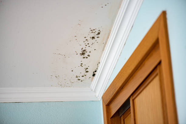 Best Mold Testing  in Fallbrook, CA