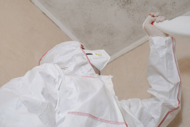 Office Mold Removal Services in Fallbrook, CA