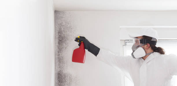 Best Emergency Mold Removal  in Fallbrook, CA