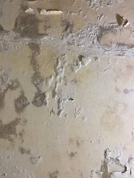 Best Office Mold Removal Services  in Fallbrook, CA