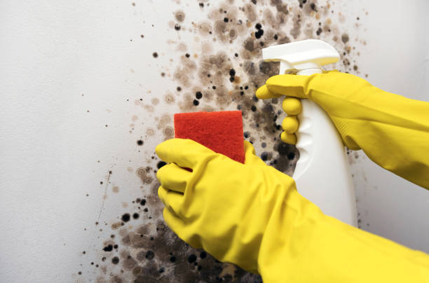 Best Mold Cleaning Services  in Fallbrook, CA