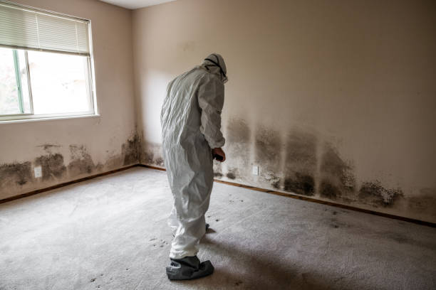 Best Mold Testing  in Fallbrook, CA