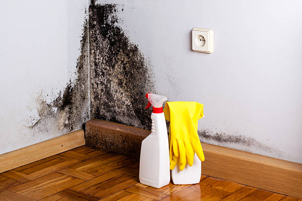 Best Mold Damage Repair  in Fallbrook, CA