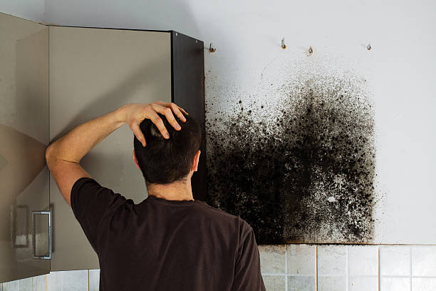 Best Certified Mold Removal  in Fallbrook, CA