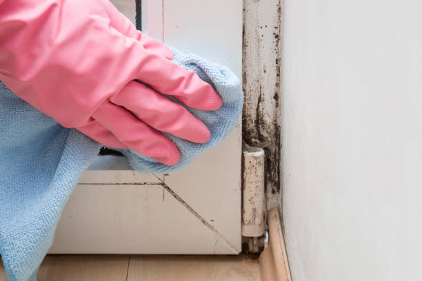 Mold Removal and Inspection in Fallbrook, CA