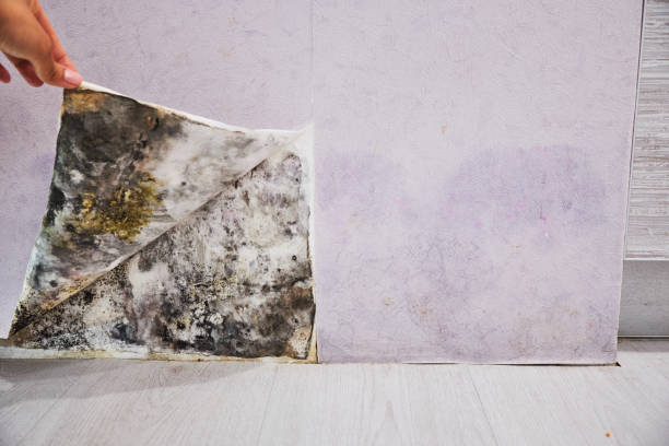 Trusted Fallbrook, CA Mold Removal Experts